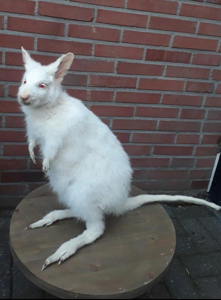Opgezette / geprepareerde wallaby, Verzamelen, Ophalen of Verzenden, Vogel, Opgezet dier