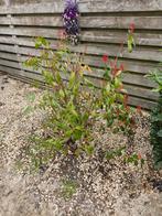 Gratis: 3 x Red Robin (Glansmispel), Ophalen of Verzenden, Overige soorten, Halfschaduw