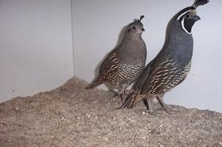 Gezocht koppel californische kuifkwartels, Dieren en Toebehoren, Meerdere dieren