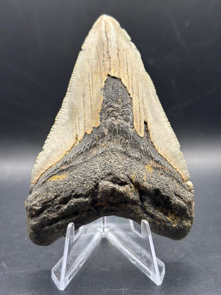 Megalodon haaientand fossiel North Carolina, Verzamelen, Ophalen of Verzenden, Fossiel