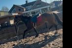Knappe 3jarige merrie, Minder dan 160 cm, 3 tot 6 jaar, Onbeleerd, Recreatiepaard