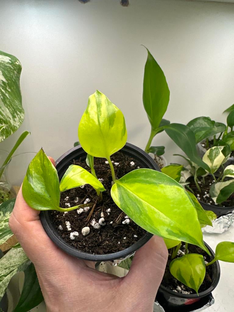 Zeldzame Epipremnum Neon Joy - #2, Huis en Inrichting, Kamerplanten, Ophalen