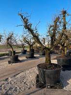 Unieke Oude Fruitbomen – Dichtbij Amsterdam & Rotterdam, Tuin en Terras, Ophalen, Lente, Overige soorten, In pot