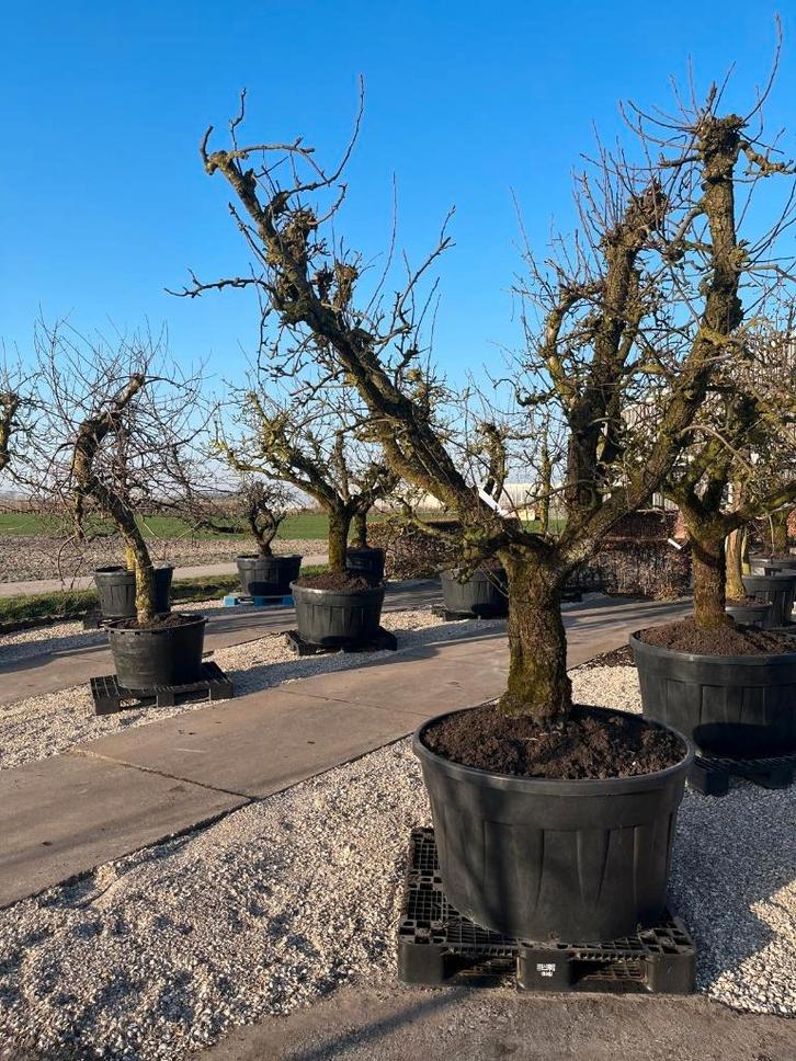Unieke Oude Fruitbomen – Dichtbij Amsterdam & Rotterdam, Tuin en Terras, Planten | Fruitbomen, Overige soorten, 250 tot 400 cm