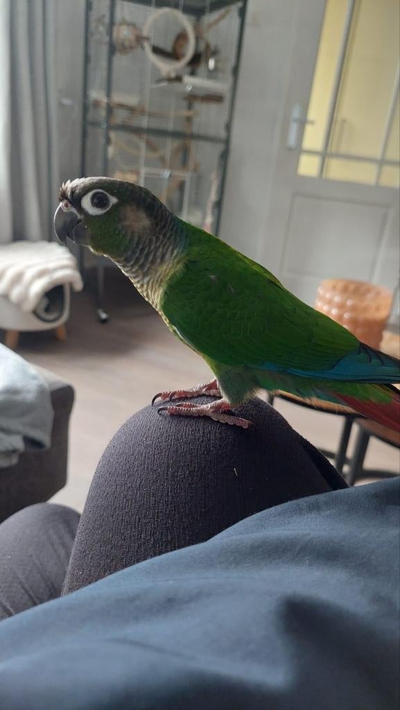 2 puryhurra.s, Dieren en Toebehoren, Parkiet