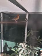 1-1 DAMALIJSTER, Dieren en Toebehoren, Vogels | Overige Vogels, Meerdere dieren, Tropenvogel