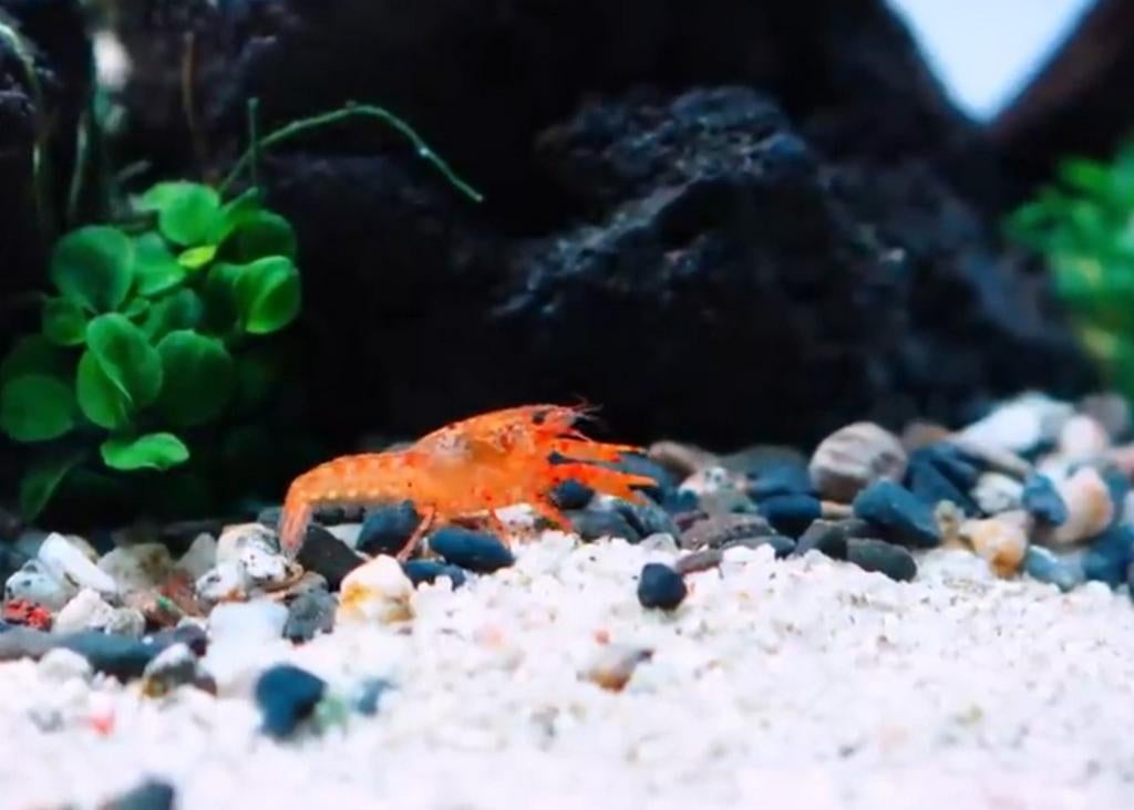 CPO kreeft Oranje Dwergrivierkreeft Cambarellus patzcuarens, Dieren en Toebehoren, Vissen | Aquariumvissen, Kreeft, Krab of Garnaal