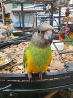 Lieve Bonteboertjes beschikbaar., Dieren en Toebehoren, Vogels | Parkieten en Papegaaien, Meerdere dieren, Papegaai, Geringd
