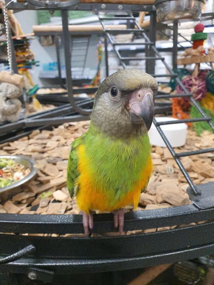 Lieve Bonteboertjes beschikbaar., Dieren en Toebehoren, Vogels | Parkieten en Papegaaien, Papegaai, Meerdere dieren, Tam, Geringd