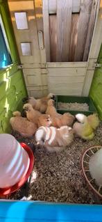 Broedeieren zijdehoender krielen in de kleur citroen, Dieren en Toebehoren, Pluimvee, Geslacht onbekend, Kip