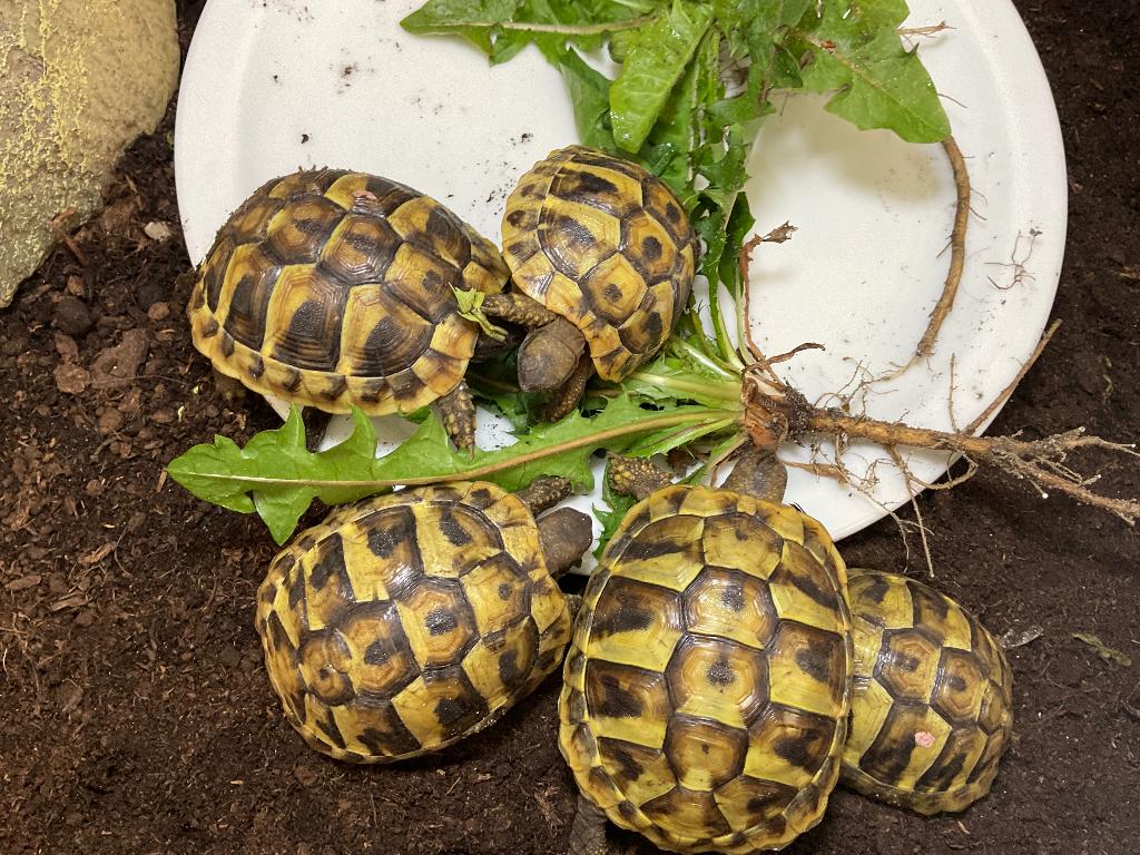 Griekse landschildpadden (THB), Dieren en Toebehoren, Reptielen en Amfibieën, Schildpad, Tam, 0 tot 2 jaar