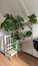 Grote Monstera plant met pot en messing standaard, Ophalen, Overige soorten, Halfschaduw, In pot