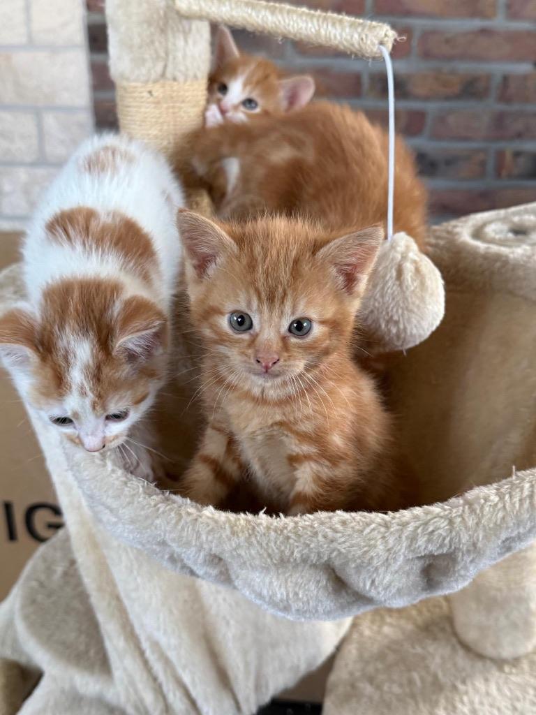 Te koop 4 zeer lieve korthaar kittens (gereserveerd), Meerdere dieren, Kortharig, 0 tot 2 jaar