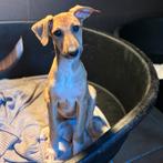 ACE: Gaelle wil graag de wereld ontdekken, Particulier, 8 tot 15 weken, Buitenland, Teef