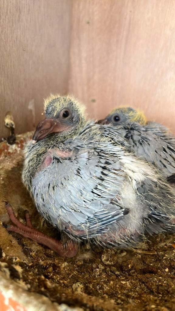 2 jonge postduiven leidemann / Lambrechts, Dieren en Toebehoren, Vogels | Duiven, Meerdere dieren, Postduif
