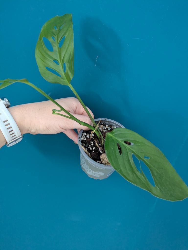 Monstera sp Napo stekjes/plantjes, Ophalen of Verzenden, Halfschaduw, Minder dan 100 cm
