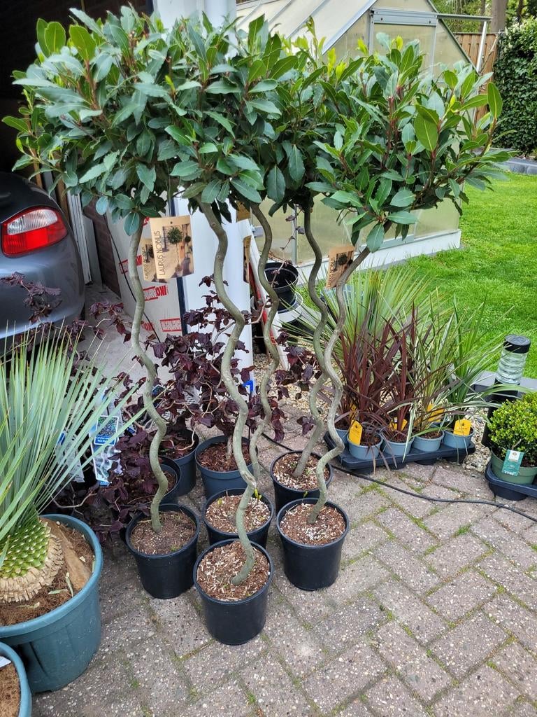 Laurus Nobilis met spiraalstam - 150 cm hoog, Ophalen