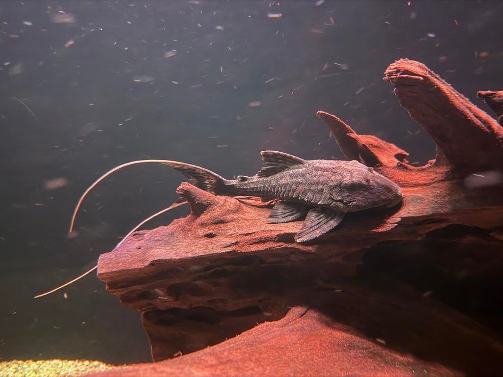 L090 papa panaque lyretail pleco, Dieren en Toebehoren, Vissen | Aquariumvissen, Vis