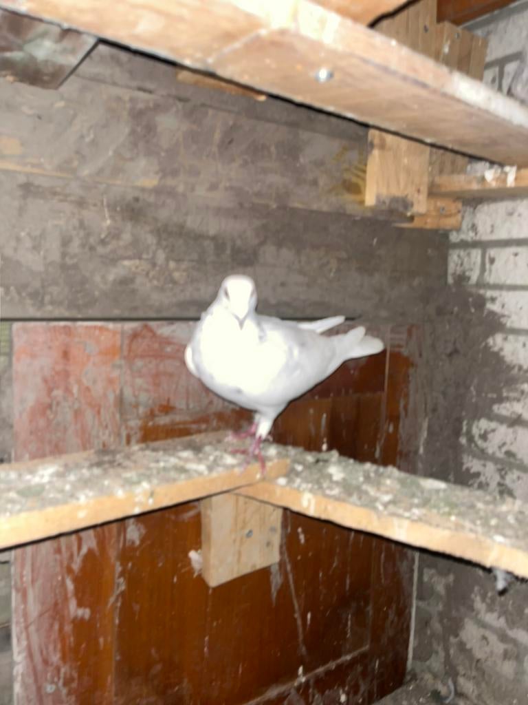 Post duif man, Mannelijk