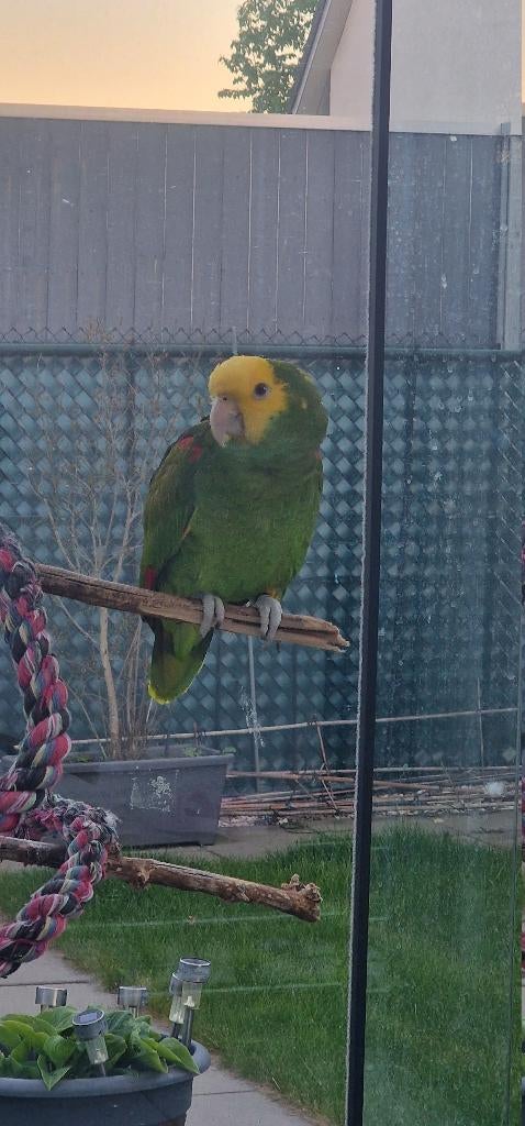 Amazone dubbele gele kop man, Dieren en Toebehoren, Mannelijk, Papegaai, Pratend