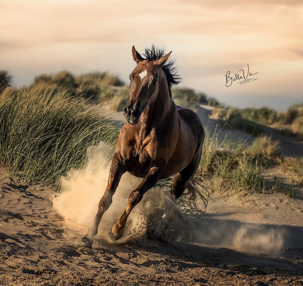 Gave 12 jarige KWPN merrie