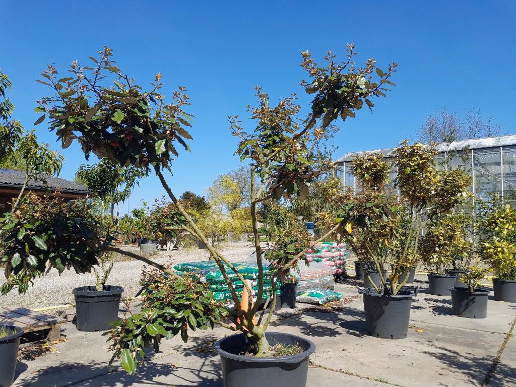 meerstammige bomen en struiken, Halfschaduw, Overige soorten, Zomer, Ophalen