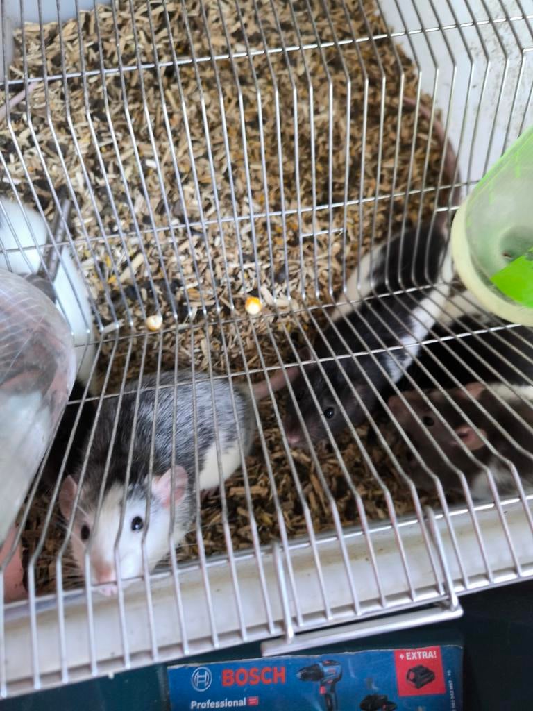 Diverse ratten te koop, Ophalen, Overige typen
