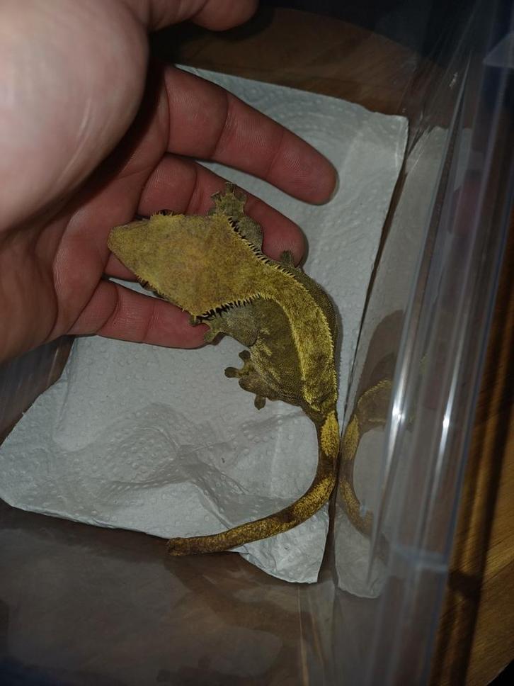 2 mooie wimpergekko dames Crested Gecko - female for sale from Eindhoven