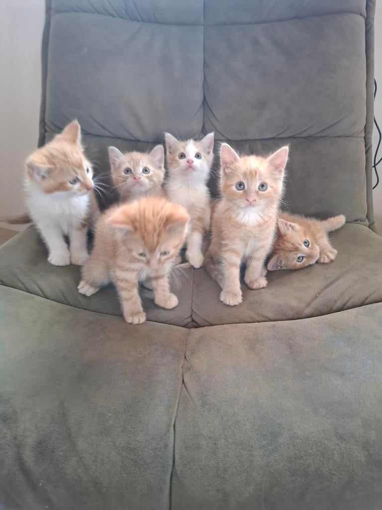 Kittens noorse boskat x, Dieren en Toebehoren, Meerdere dieren