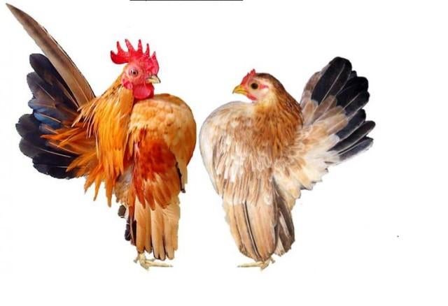 Gezocht deze kleine serama's, Dieren en Toebehoren, Meerdere dieren, Kip