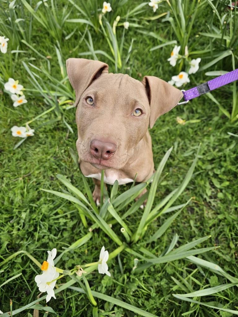 Rednose Pit Bull teefje (stamboom) 4 maanden oud, Dieren en Toebehoren, Honden | Jack Russells en Terriërs, 15 weken tot 1 jaar