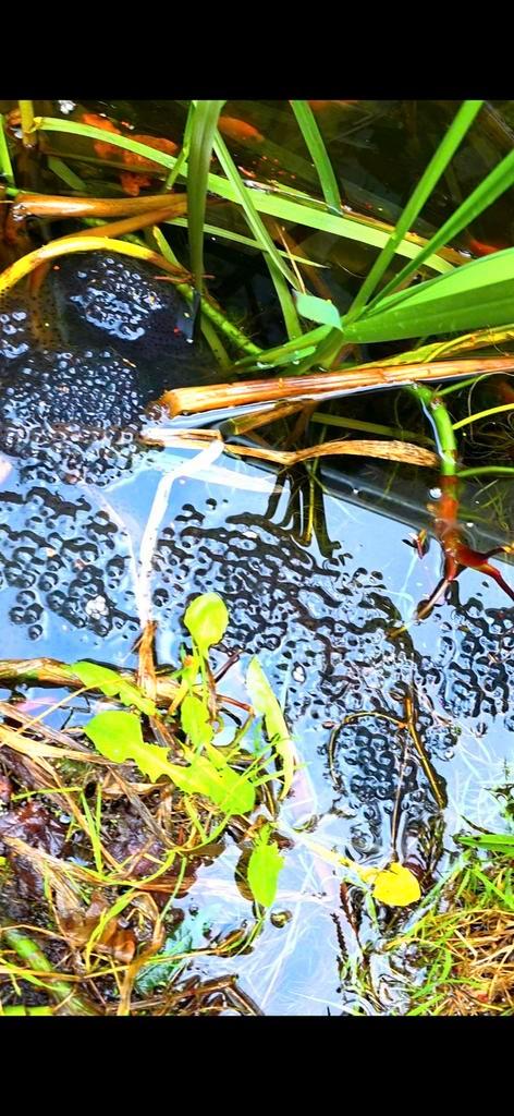 Kikkerdril Frog - unknown for sale from Andre