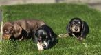 Te koop mooie kort harige Dwerg Teckel pups (tekkel), Parvo, Nederland, 8 tot 15 weken, Korthaar