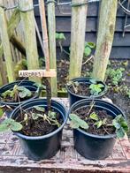 AARDBEIENPLANTEN uit Biologische moestuin. Vaste plant, Ophalen, Volle zon, Vaste plant, Fruitplanten