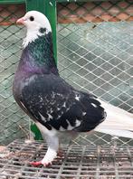 Takla kweek doffer te koop