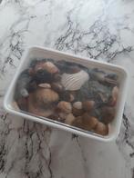 Doosje schelpen, Ophalen of Verzenden, Gebruikt