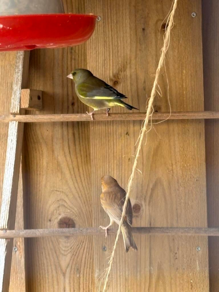Groenling man 2023, Dieren en Toebehoren, Mannelijk