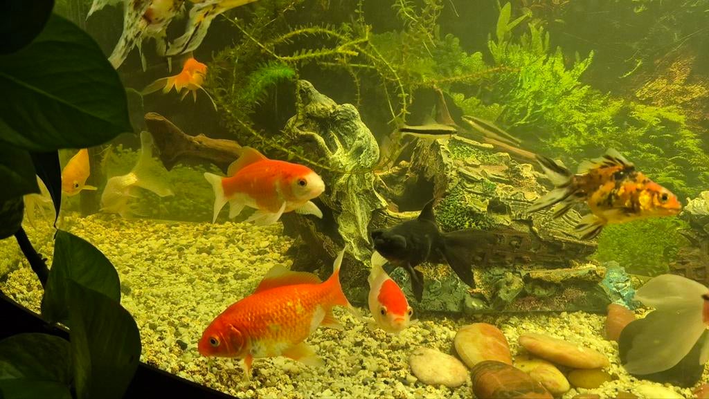 Diverse goudvissen te koop, Dieren en Toebehoren, Vis, Zoetwatervis