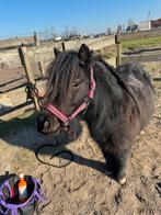 Verzorgster gezocht, Dieren en Toebehoren