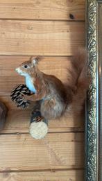 Opgezette dieren taxidermie mancave, Ophalen of Verzenden, Zo goed als nieuw, Wild dier, Opgezet dier