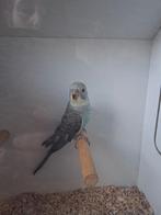 Prachtige jonge Blackwing split blackface man, Dieren en Toebehoren, Vogels | Parkieten en Papegaaien, Mannelijk, Parkiet, Geringd