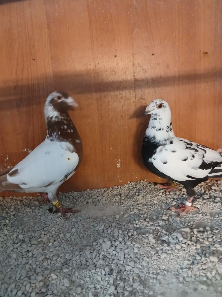 Koppel kleur postduiven, Dieren en Toebehoren, Meerdere dieren, Postduif