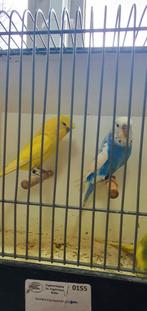 Split hago blood engels., Geslacht onbekend, Parkiet, Geringd