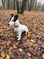 Lieve Jack Russel, Reu, Parvo, Eén hond, Nederland