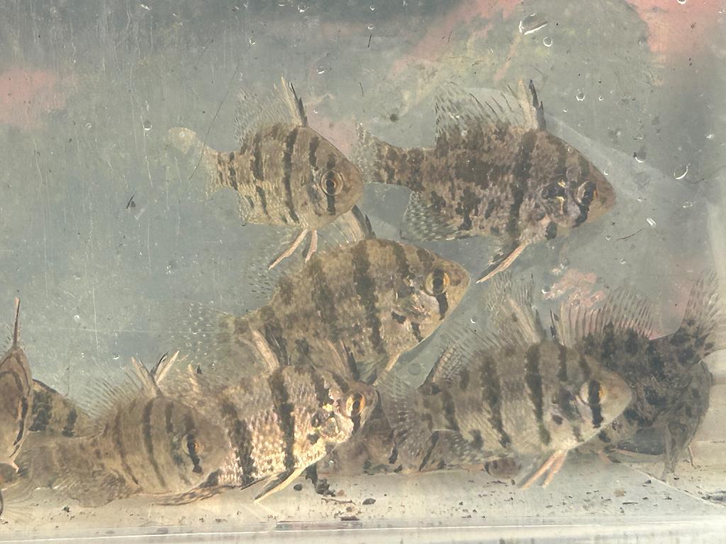 Enneacanthus chaetedon, schijfbaars voor vijver of aquarium, Overige soorten