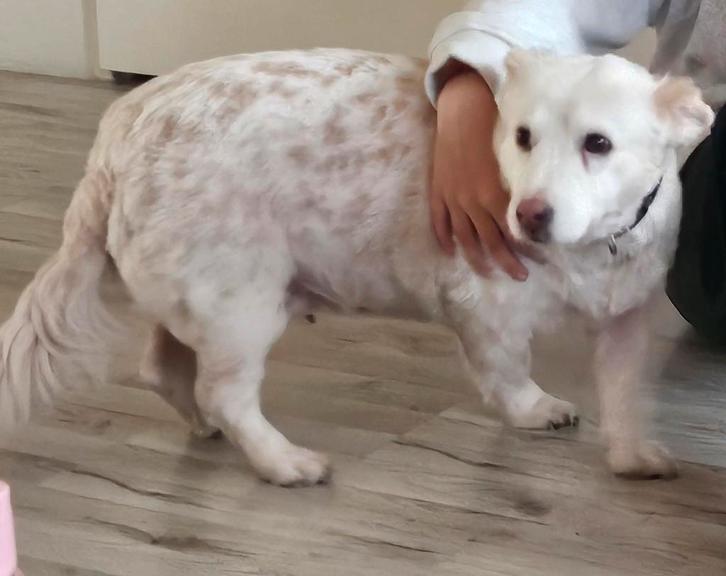 Lieve Nanoeska (kruising Corgi) gouden mand gezocht 7jr, Dieren en Toebehoren, Honden | Niet-rashonden, Middel, Teef, Particulier