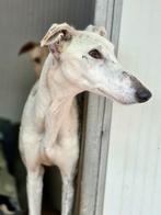 ACE: Chispita geniet van elke knuffel!, Dieren en Toebehoren, 6 jaar of ouder, Particulier, Galgo, Buitenland