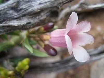 Caudex plant Pachypodium Bispinosum uit Madagaskar 27cm pot., Huis en Inrichting, Kamerplanten, Overige soorten, Ophalen of Verzenden