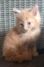 Mainecoon katertje, Kater, Ontwormd