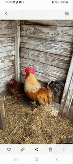 Bielefelder Haan Groot Ras, Dieren en Toebehoren, Pluimvee, Mannelijk, Kip